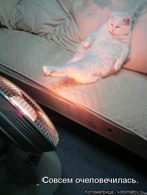 Котоматрица: Совсем очеловечилась.