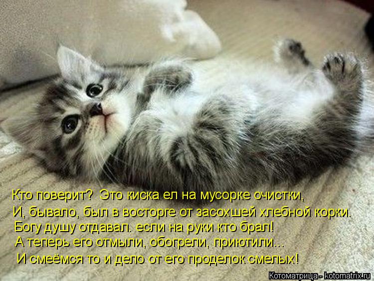 Кто поверит? Это киска ел на мусорке очистки, И, бывало, был в восторге от засохшей хлебной корки. Б... Котоматрица: Кто поверит? Это киска ел на мусорке очистки, И, бывало, был в восторге от засохшей хлебной корки. Богу душу отдавал. если на руки кто брал! А