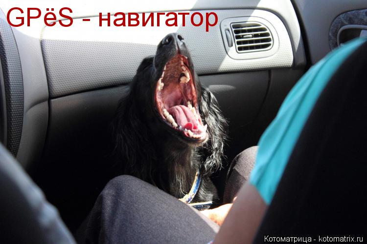 GPёS - навигатор... Котоматрица: GPёS - навигатор