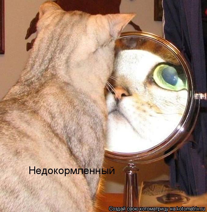 Недокормленный... Котоматрица: Недокормленный