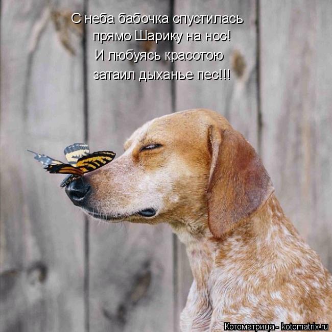 прямо Шарику на нос! И любуясь красотою затаил дыханье пес!!! С неба бабочка спустилась... Котоматрица: прямо Шарику на нос! И любуясь красотою затаил дыханье пес!!! С неба бабочка спустилась