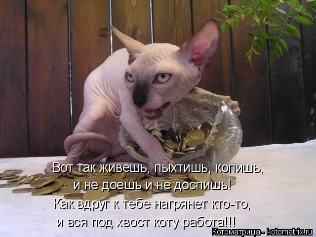 Котоматрица: Вот так живешь, пыхтишь, копишь, и не доешь и не доспишь! Как вдруг к тебе нагрянет кто-то, и вся под хвост коту работа!!!