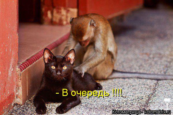 Котоматрица: - В очередь !!!!