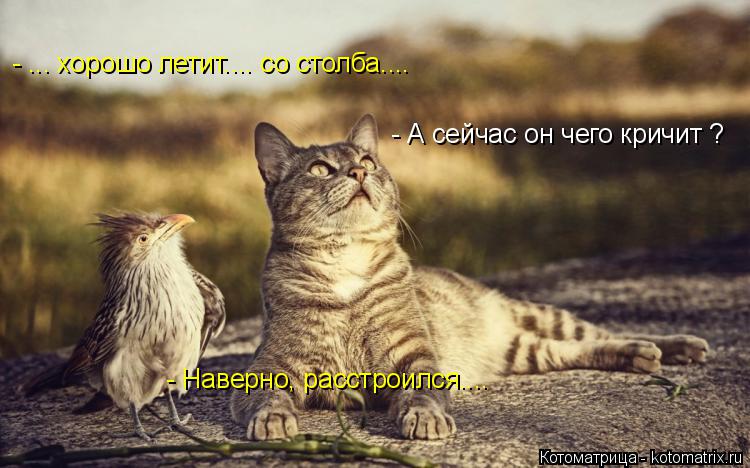 - ... хорошо летит.... со столба.... - А сейчас он чего кричит ? - Наверно, расстроился....... Котоматрица: - ... хорошо летит.... со столба.... - А сейчас он чего кричит ? - Наверно, расстроился....