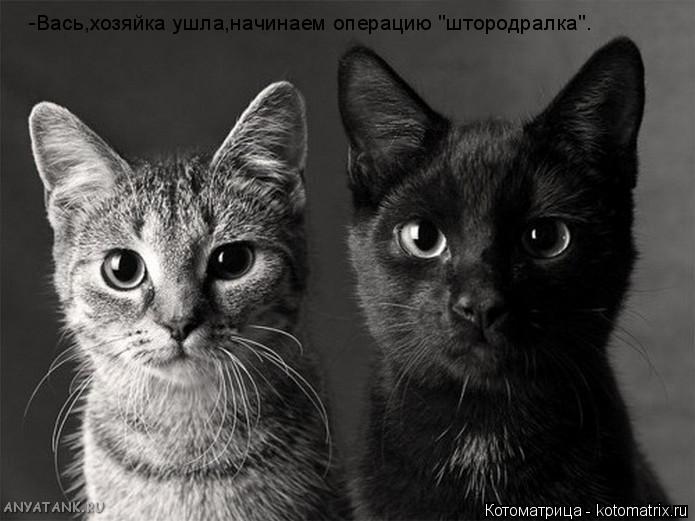 Котоматрица: -Вась,хозяйка ушла,начинаем операцию "штородралка".
