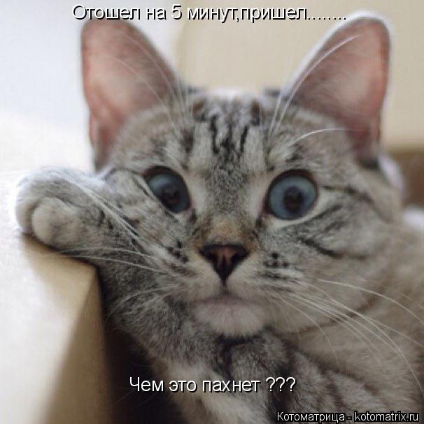 Котоматрица: Отошел на 5 минут,пришел........ Чем это пахнет ???