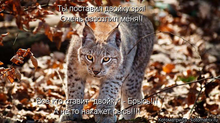 Котоматрица: Ты поставил двойку зря! Очень разозлил меня!! Все кто ставит "двойку" - Брысь!!! А не то накажет рысь!!!!