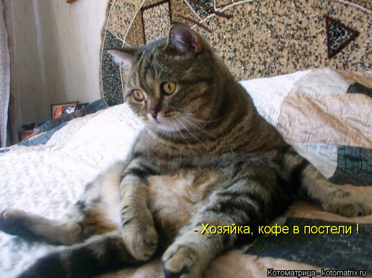 Котоматрица: - Хозяйка, кофе в постели !