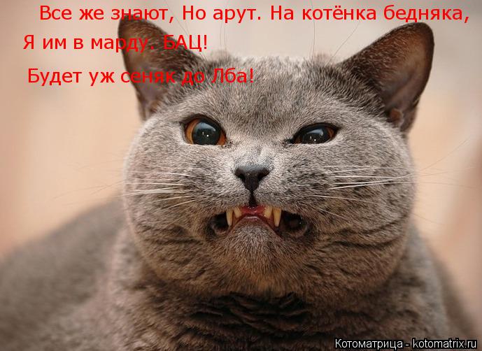 Котоматрица: Все же знают, Но арут. На котёнка бедняка, Я им в марду. БАЦ!  Будет уж сеняк до Лба!