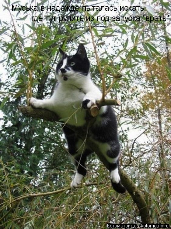 Котоматрица: где тут рулить из под запуска "врать". Муська в надежде пыталась искать