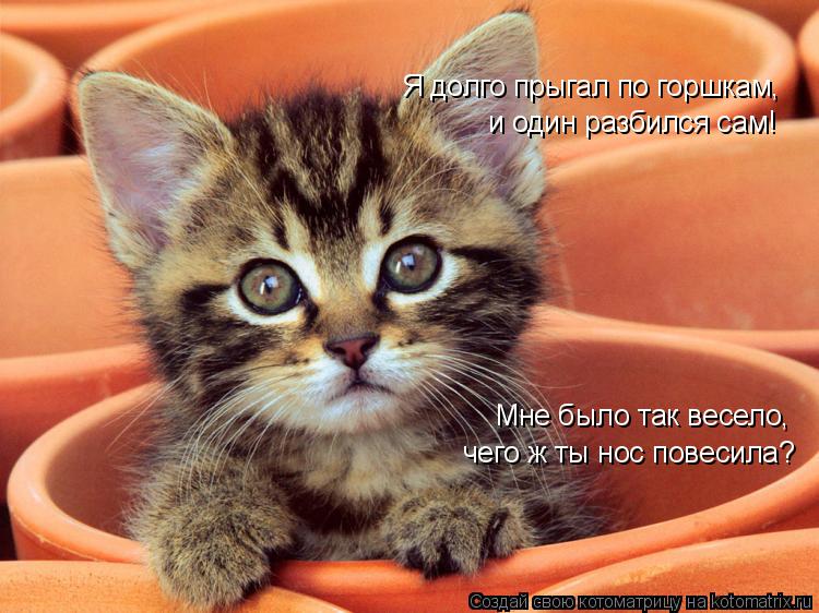 Котоматрица: Я долго прыгал по горшкам, и один разбился сам! Мне было так весело, чего ж ты нос повесила?