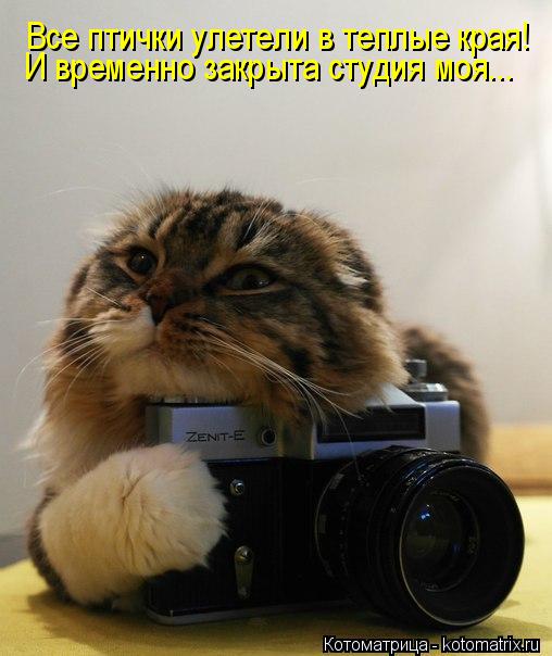Котоматрица: Все птички улетели в теплые края! И временно закрыта студия моя...