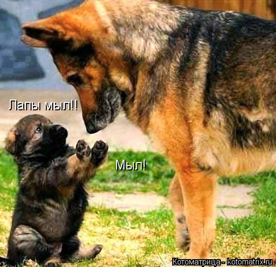 Котоматрица: Лапы мыл!! Мыл!