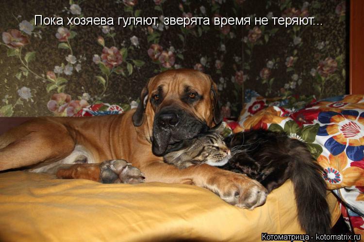 Котоматрица: Пока хозяева гуляют, зверята время не теряют...