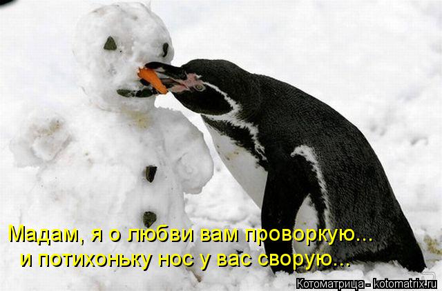 Мадам, я о любви вам проворкую... и потихоньку нос у вас сворую...... Котоматрица: Мадам, я о любви вам проворкую... и потихоньку нос у вас сворую...