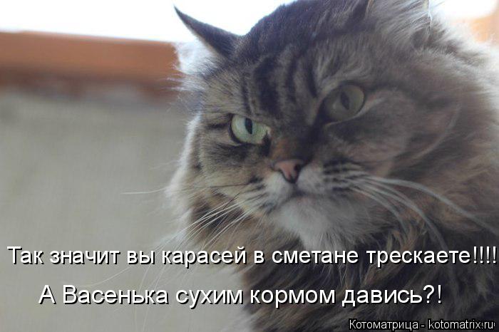 Так значит вы карасей в сметане трескаете!!!! А Васенька сухим кормом давись?!... Котоматрица: Так значит вы карасей в сметане трескаете!!!! А Васенька сухим кормом давись?!