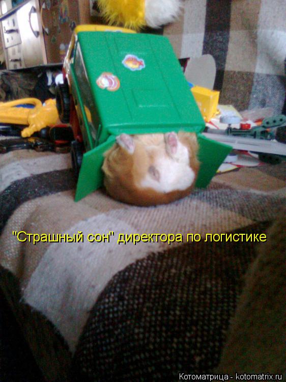 Котоматрица: "Страшный сон" директора по логистике