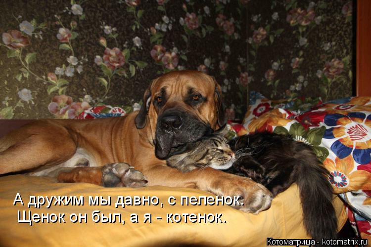 Котоматрица: А дружим мы давно, с пеленок. Щенок он был, а я - котенок.