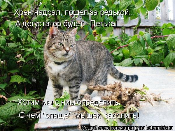Хрен надрал, пошел за редькой... А дегустатор будет - Петька! Хотим мы с ним определить... С чем "сл... Котоматрица: Хрен надрал, пошел за редькой... А дегустатор будет - Петька! Хотим мы с ним определить... С чем "слаще" мышек засолить!