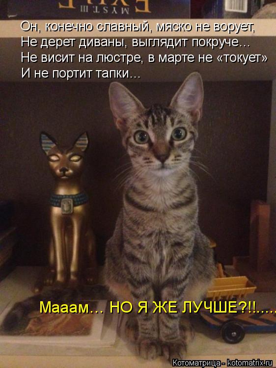 Котоматрица: Он, конечно славный, мяско не ворует, Не дерет диваны, выглядит покруче… Не висит на люстре, в марте не «токует» И не портит тапки… Мааам… Н