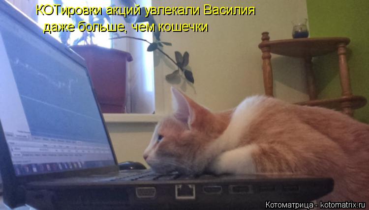 Котоматрица: КОТировки акций увлекали Василия даже больше, чем кошечки