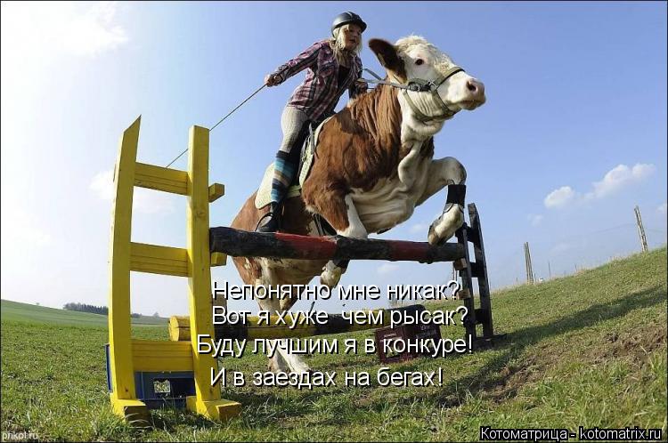 Котоматрица: Буду лучшим я в конкуре! И в заездах на бегах! Вот я хуже  чем рысак? Непонятно мне никак?