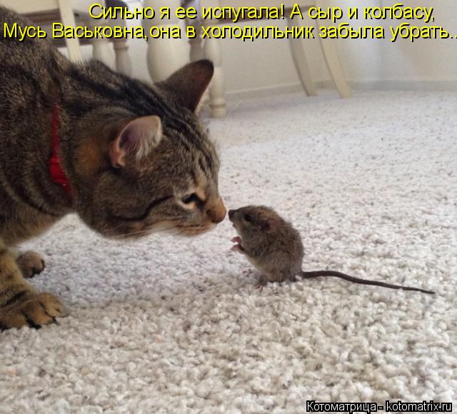 Котоматрица: Сильно я ее испугала! А сыр и колбасу,  Мусь Васьковна,она в холодильник забыла убрать....