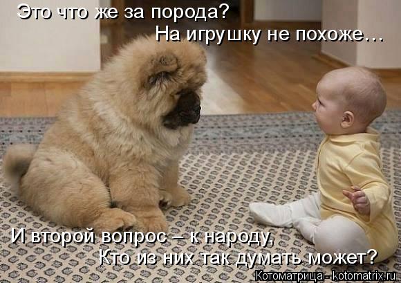 На игрушку не похоже… Это что же за порода? И второй вопрос – к народу, Кто из них так думать может?... Котоматрица: На игрушку не похоже… Это что же за порода? И второй вопрос – к народу, Кто из них так думать может?