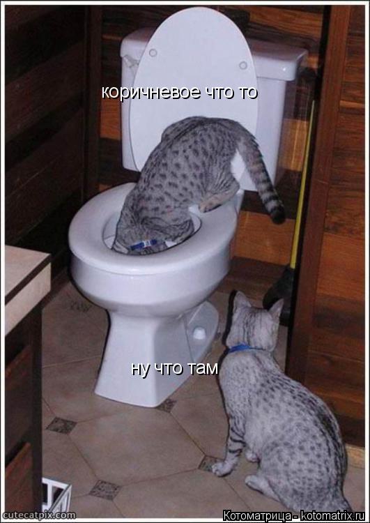 Котоматрица: ну что там коричневое что то