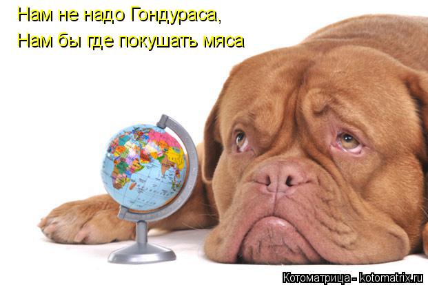 Котоматрица: Нам не надо Гондураса, Нам бы где покушать мяса