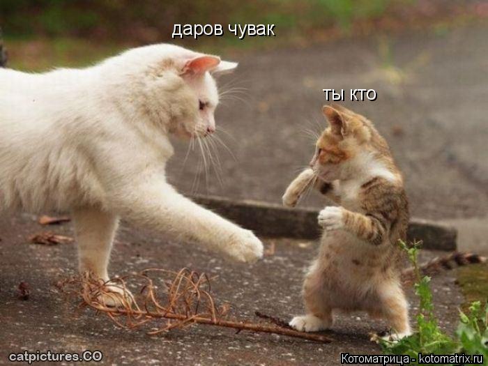 Котоматрица: даров чувак ты кто