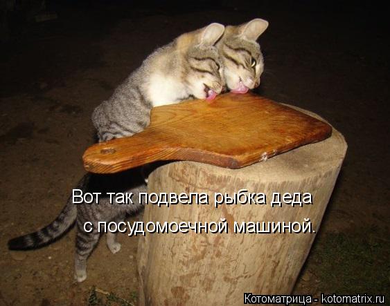 Котоматрица: с посудомоечной машиной.  Вот так подвела рыбка деда