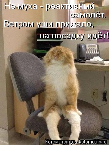 Котоматрица: Не муха - реактивный самолёт. Ветром уши прижало, на посадку идёт!