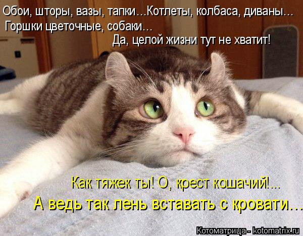 Котоматрица: Обои, шторы, вазы, тапки…Котлеты, колбаса, диваны… Горшки цветочные, собаки…  Да, целой жизни тут не хватит! Как тяжек ты! О, крест кошачий!... 