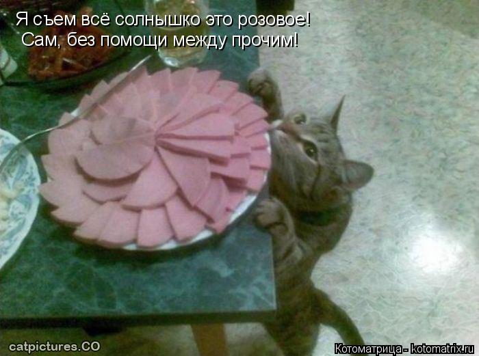 Котоматрица: Я съем всё солнышко это розовое! Сам, без помощи между прочим!