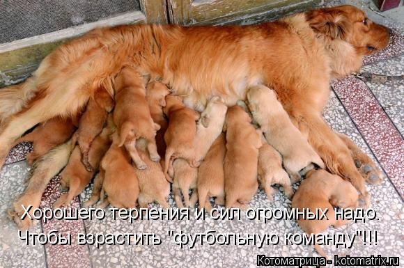 Хорошего терпения и сил огромных надо. Чтобы взрастить "футбольную команду"!!!... Котоматрица: Хорошего терпения и сил огромных надо. Чтобы взрастить "футбольную команду"!!!