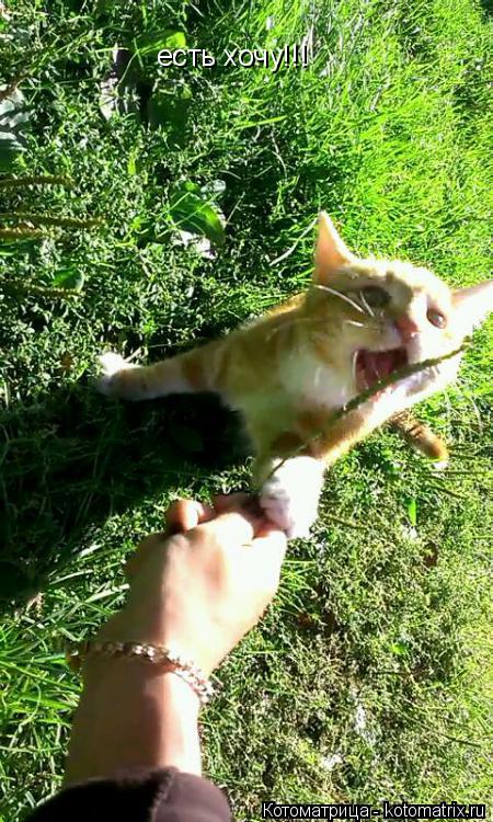 Котоматрица: есть хочу!!!