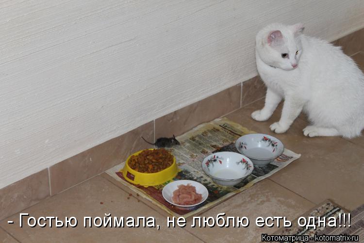 Котоматрица: - Гостью поймала, не люблю есть одна!!!
