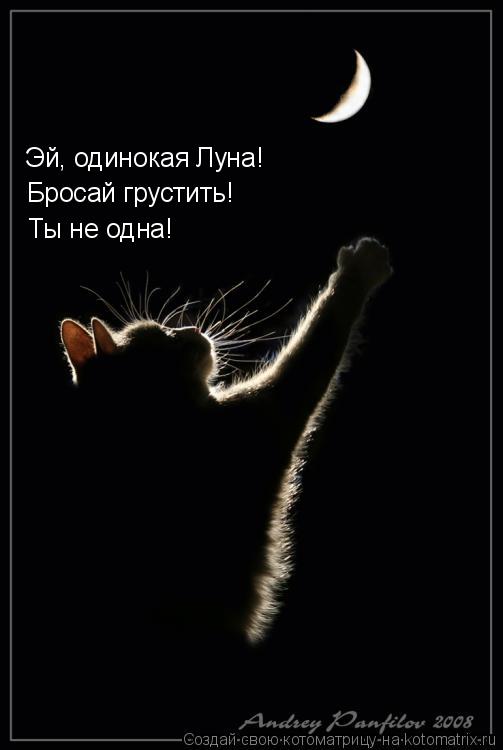 Котоматрица: Эй, одинокая Луна! Бросай грустить! Ты не одна!
