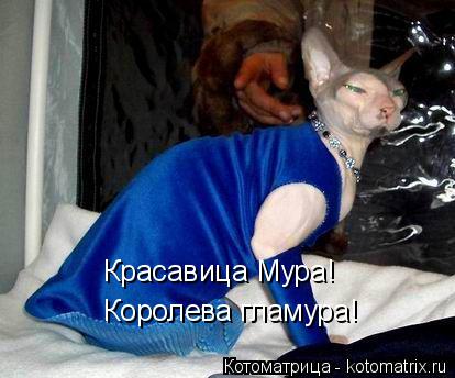 Котоматрица: Красавица Мура! Королева гламура!