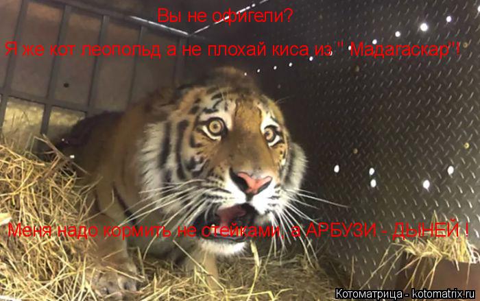 Вы не офигели? Я же кот леопольд а не плохай киса из " Мадагаскар"! Меня надо кормить не стейками, а ... Котоматрица: Вы не офигели? Я же кот леопольд а не плохай киса из " Мадагаскар"! Меня надо кормить не стейками, а АРБУЗИ - ДЫНЕЙ !