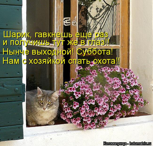 Шарик, гавкнешь еще раз и получишь тут же в глаз!! Нынче выходной! Суббота! Нам с хозяйкой спать охот... Котоматрица: Шарик, гавкнешь еще раз и получишь тут же в глаз!! Нынче выходной! Суббота! Нам с хозяйкой спать охота!!