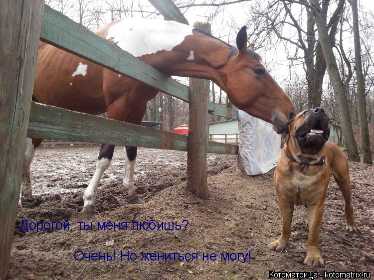 Котоматрица: Дорогой, ты меня любишь? Очень! Но жениться не могу!