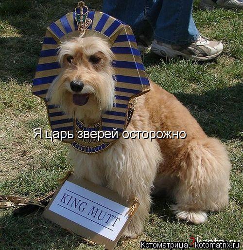 Я царь зверей осторожно... Котоматрица: Я царь зверей осторожно