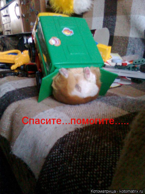 Котоматрица: Спасите...помогите.....