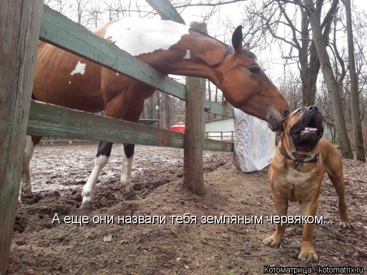 Котоматрица: А еще они назвали тебя земляным червяком...
