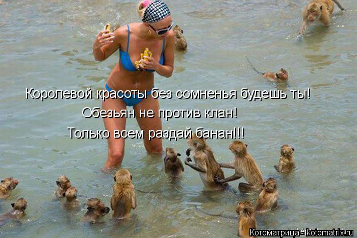 Котоматрица: Королевой красоты без сомненья будешь ты! Обезьян не против клан! Только всем раздай банан!!!