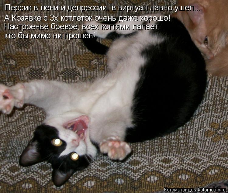 Котоматрица: Персик в лени и депрессии, в виртуал давно ушел...  А Козявке с 3х котлеток очень даже хорошо! кто бы мимо ни прошел! Настроенье боевое, всех ко