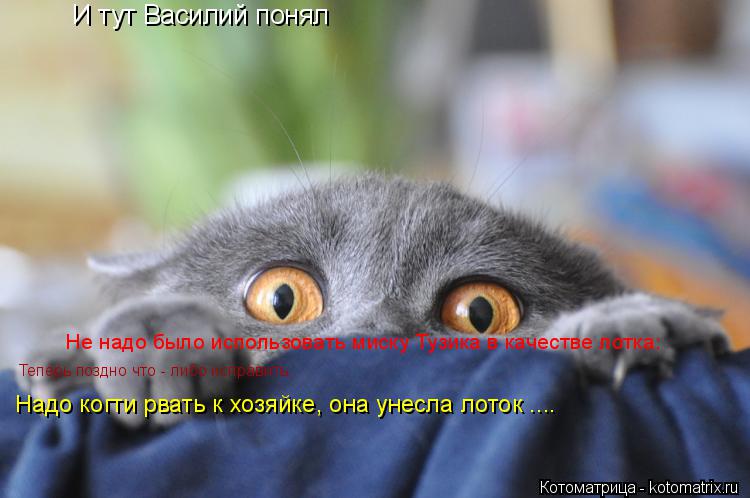Котоматрица: И тут Василий понял Не надо было использовать миску Тузика в качестве лотка: Теперь поздно что - либо исправить, Надо когти рвать к хозяйке, 