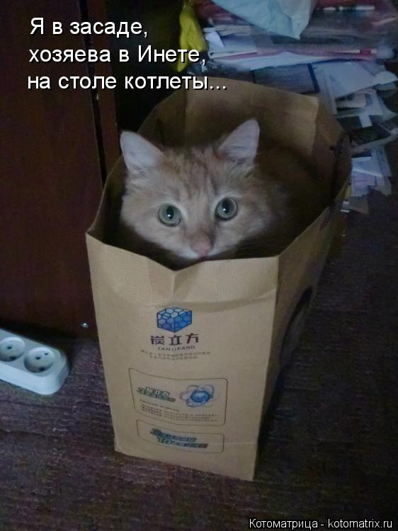 Котоматрица: Я в засаде,  хозяева в Инете,  на столе котлеты...